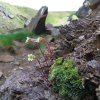 7 saxifraga paniculata miller